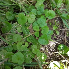 Glechoma hederacea