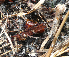 Eurycotis floridana