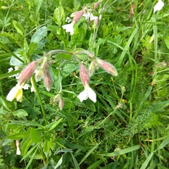 Silene latifolia