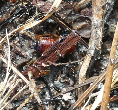 Eurycotis floridana