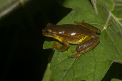 Padre Luna Tree Frog photo 2