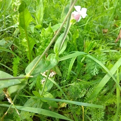 Silene latifolia