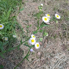 Erigeron annuus