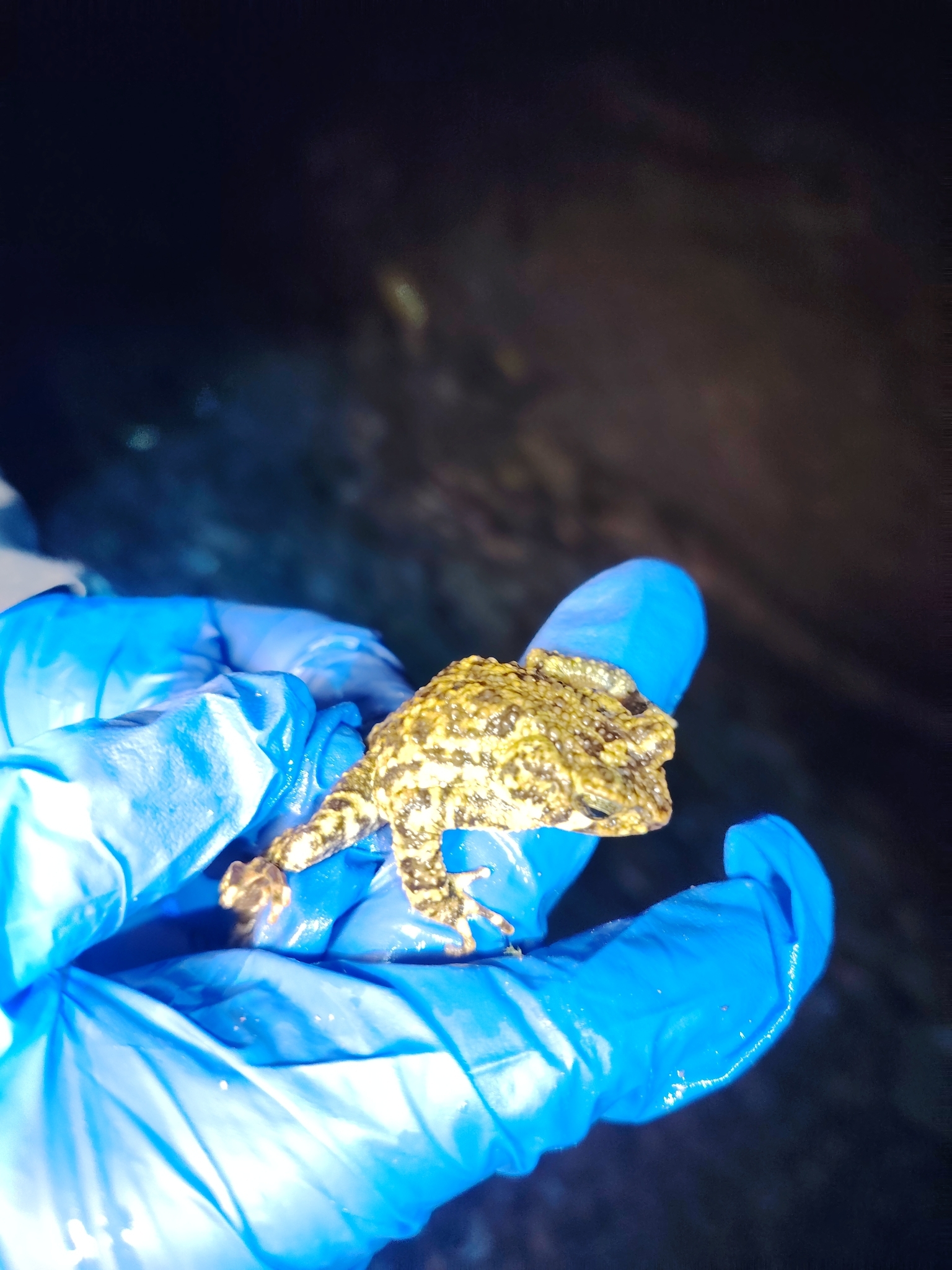 Veragua Toad photo 6