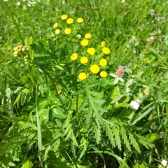 Tanacetum vulgare