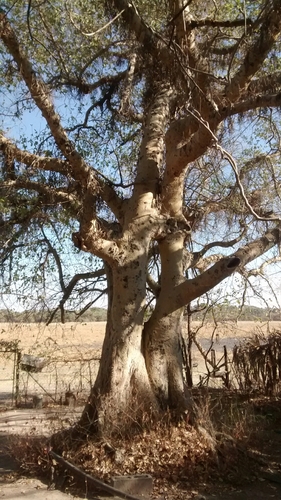 Ficus sycomorus
