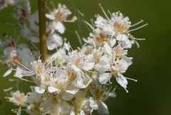 Filipendula palmata