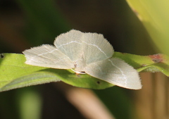 Chlorissa viridata