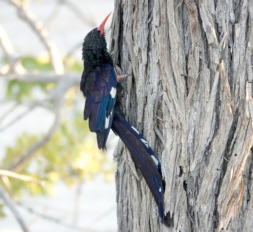 iNaturalist image