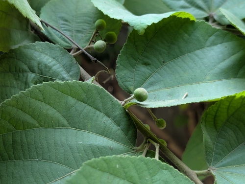 Image of Grewia tiliifolia by (c) Sagnik Dutta Roy, some rights reserved (CC BY)