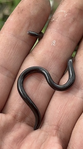 Photo of a Puerto Rican Coastal Blindsnake (Antillotyphlops hypomethes)