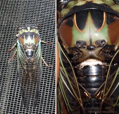 Neotibicen lyricen virescens
