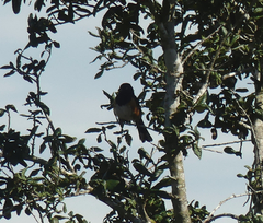 Pipilo erythrophthalmus alleni