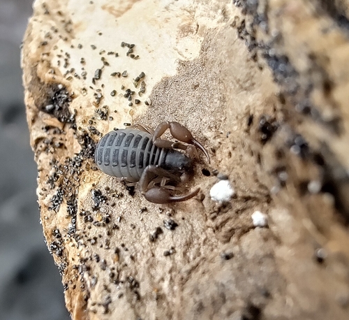 Garypus beauvoisii