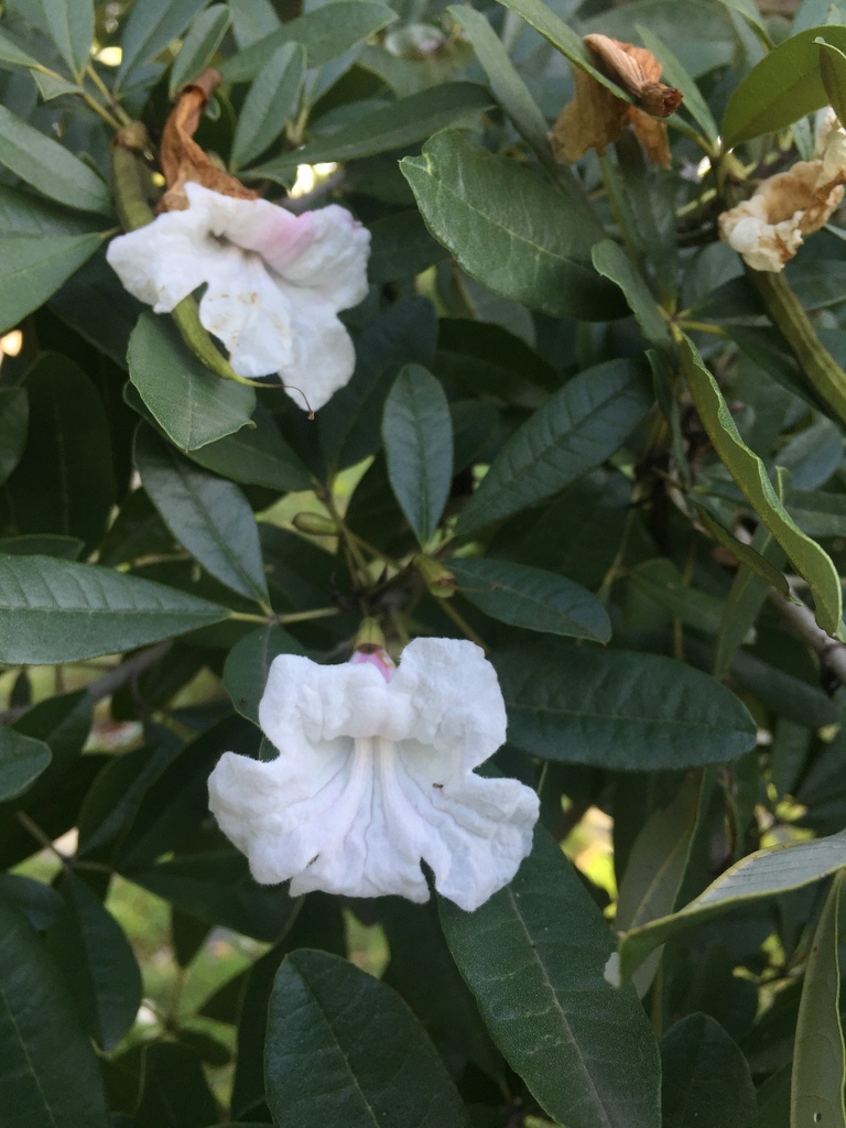 Tabebuia berteroi