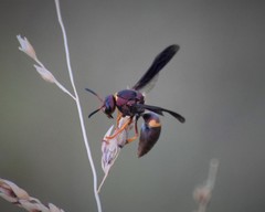 Euodynerus crypticus