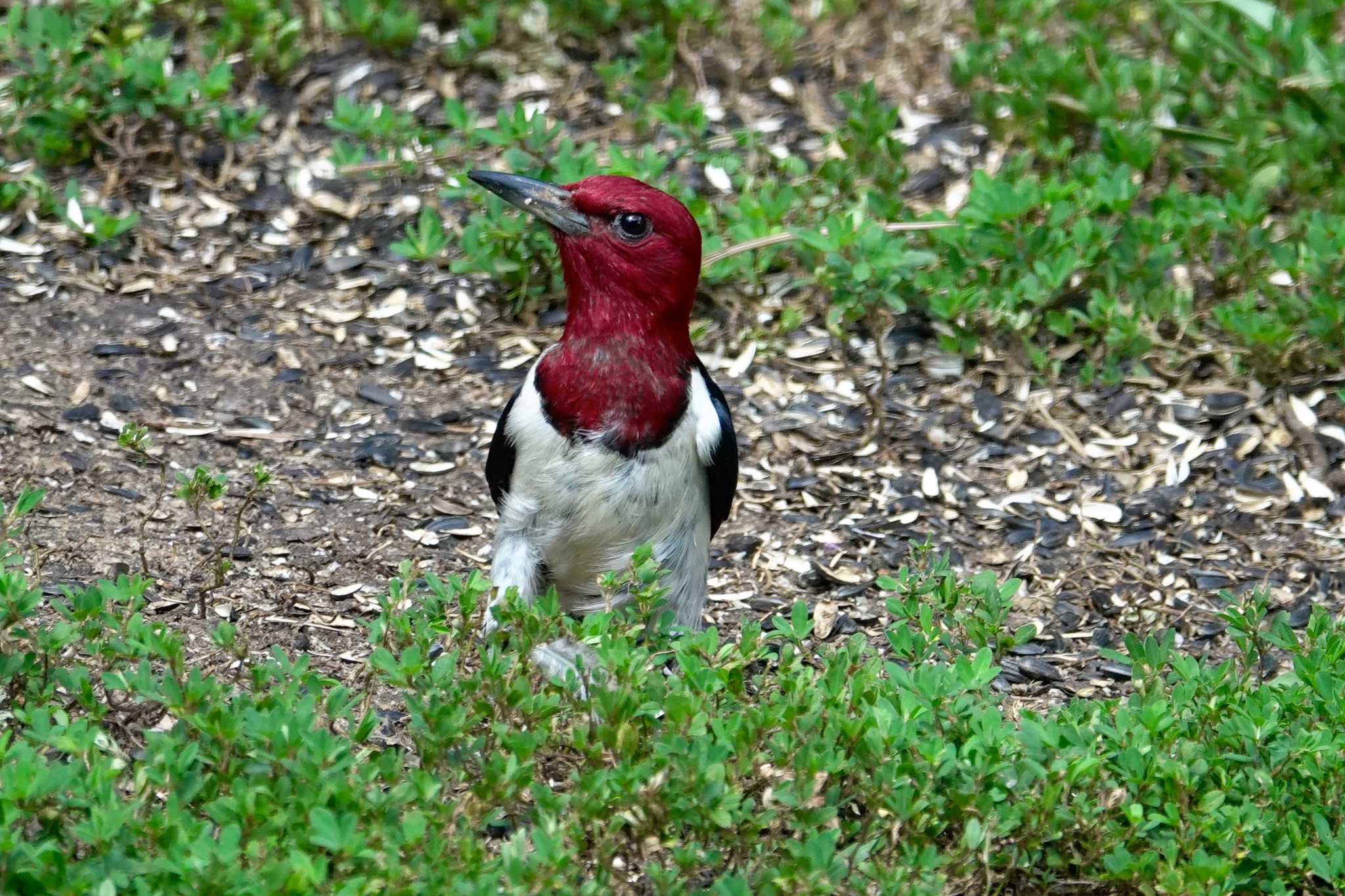 Red-headed Woodpecker (Melanerpes erythrocephalus)