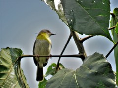 Apalis flavida