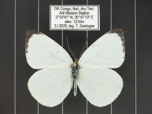 Dixeia orbona vidua