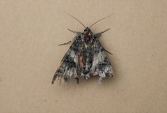 Catocala briseis