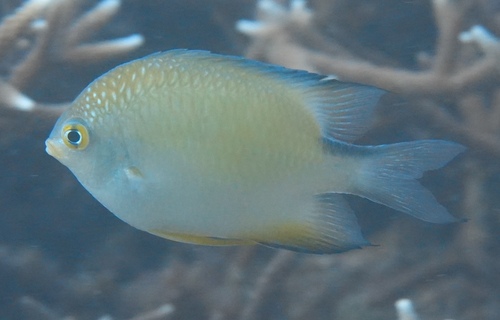 Amblyglyphidodon ternatensis observed 2023-12-03