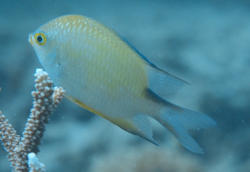 Amblyglyphidodon ternatensis observed 2023-12-16