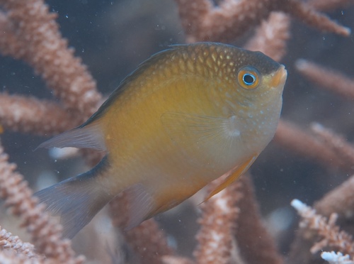 Amblyglyphidodon ternatensis observed 2023-12-16