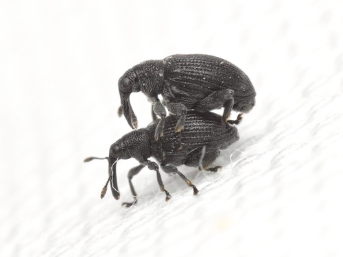 Tachyerges pseudostigma
