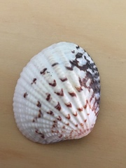 Tucetona