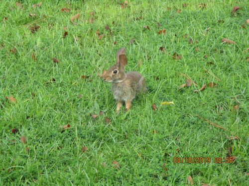 Eastern Cottontail photographed in South Carolina
