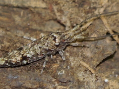 Machiloides