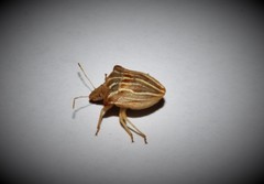 Ancyrosoma leucogrammes