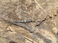 Machiloides
