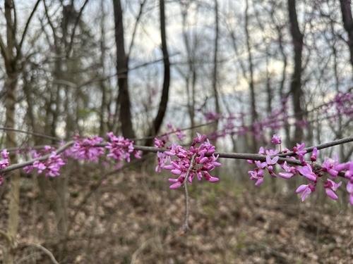 Redbud Tree