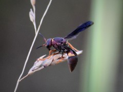 Euodynerus crypticus