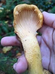 Cantharellus