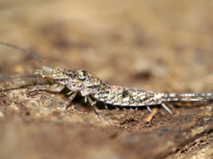Machiloides