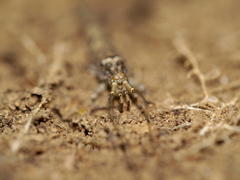 Machiloides
