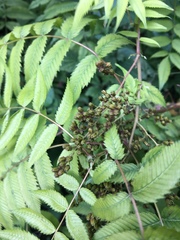 Sorbaria sorbifolia