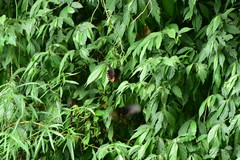 Papilio bianor thrasymedes