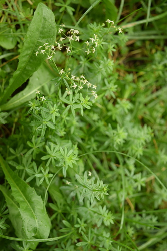 Paprastasis lipikas nuotrauka