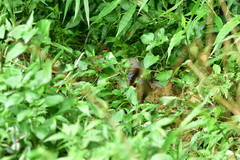 Papilio bianor thrasymedes