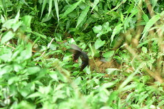 Papilio bianor thrasymedes