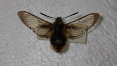 Hemaris tityus