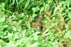 Papilio bianor thrasymedes