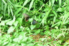 Papilio bianor thrasymedes