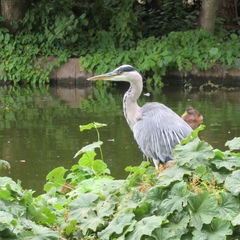 Ardea cinerea