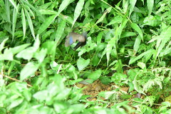 Papilio bianor thrasymedes