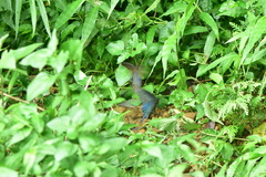 Papilio bianor thrasymedes