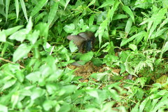 Papilio bianor thrasymedes